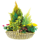 Livraison fleurs deuil - Coupe de plantes E  Livraison fleurs deuil - Coupe de plantes E