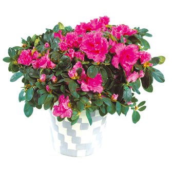 Livraison plante - Azal�e