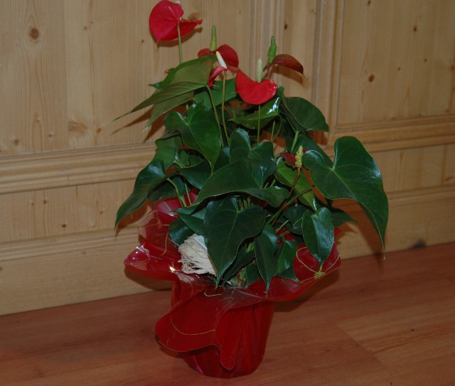 Livraison plante - Anthurium