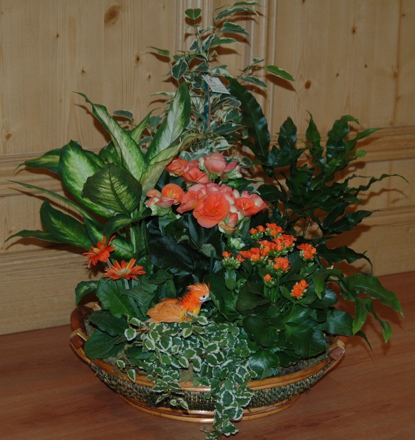 Livraison composition de plantes - "Paris"