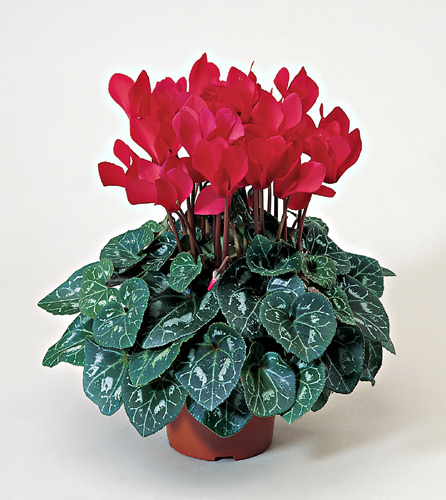 Livraison plante - Cyclamen