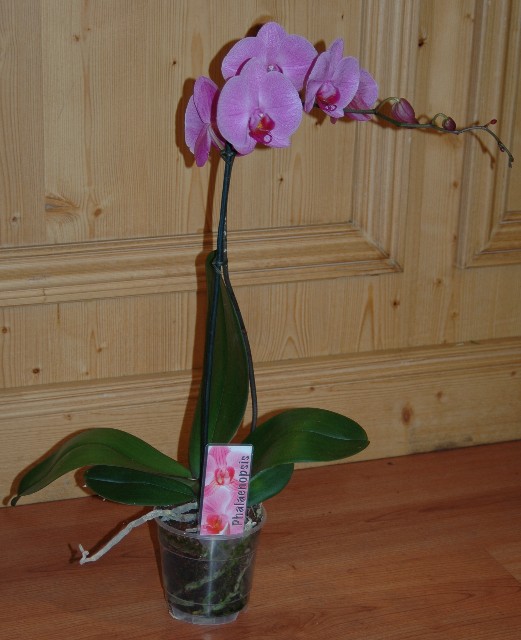Livraison plantes orchid&eacute;e