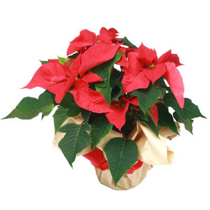 Livraison plante - Poinsettia