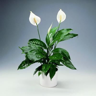 Livraison  plante Spathiphyllum
